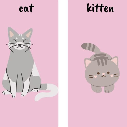 Animals and their babies Flashcards — изображение 2
