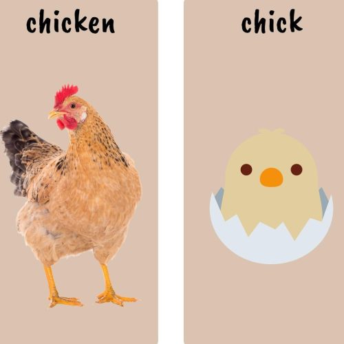 Animals and their babies Flashcards — изображение 3
